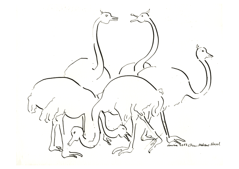Ostriches in the circus 