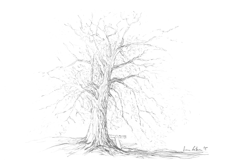 Linden tree Pencil drawing